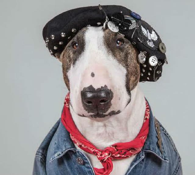 A bull terrier wearing a denim jacket and a hat, captured by the talented photographer Sophie Gamand.