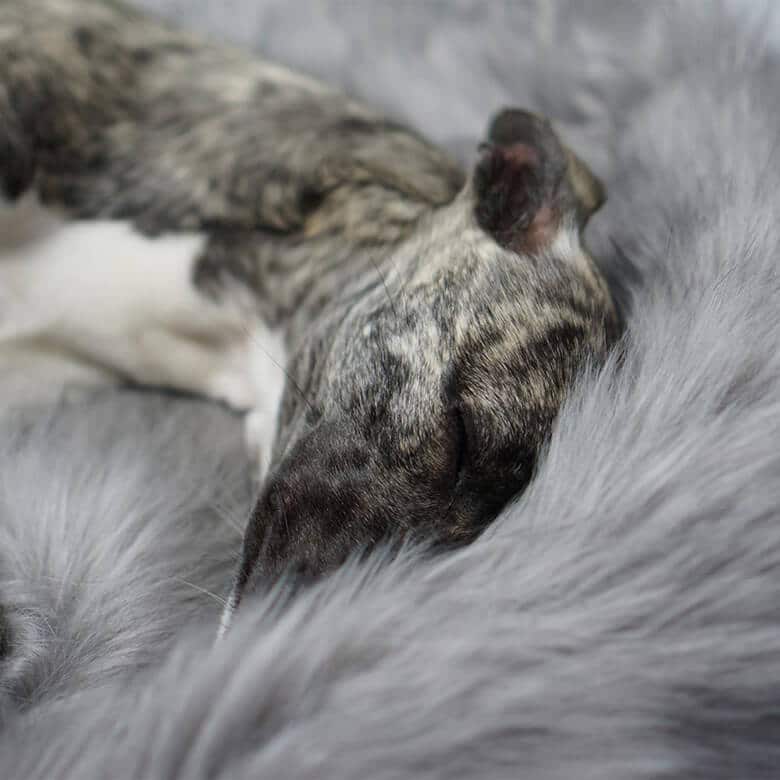 Labvenn 1bone dry microfiber blanket 1bone dry microfiber blanket