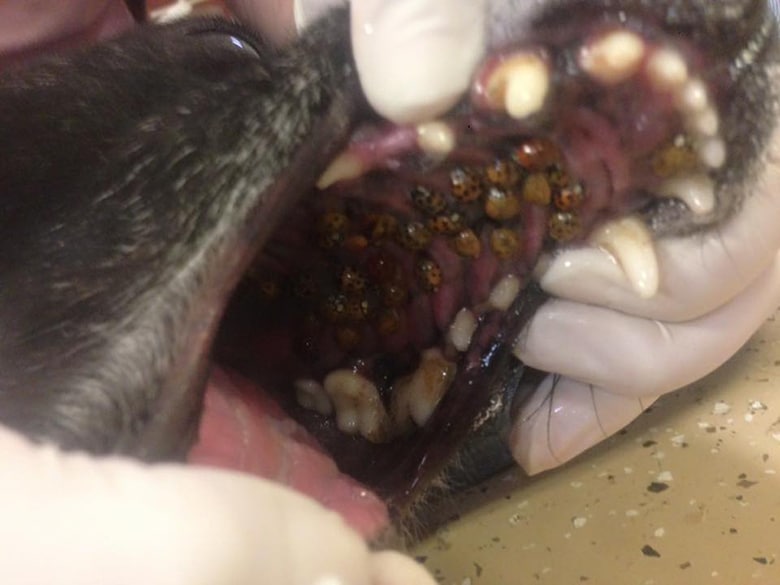 A veterinarian examining a dog's mouth in a photo.