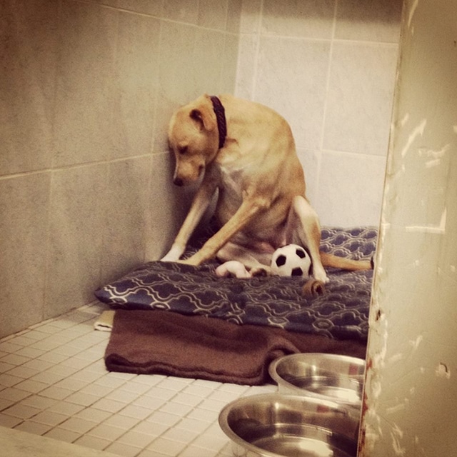 Thousands Want to Adopt the 'Saddest Dog in the World'