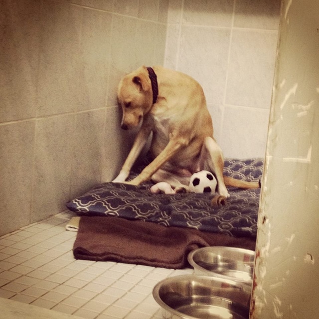 The saddest dog in the world is sitting on a bed with a soccer ball beside it.