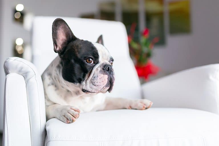 A french bulldog sitting on a white chair, contemplating its future