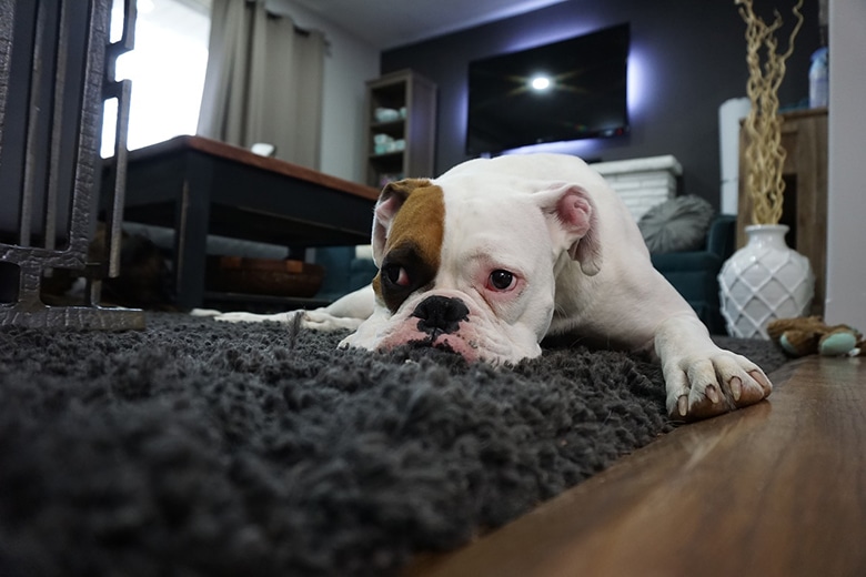 10 Ways You Can Set Your Dog Up for Success While You Are Gone All Day