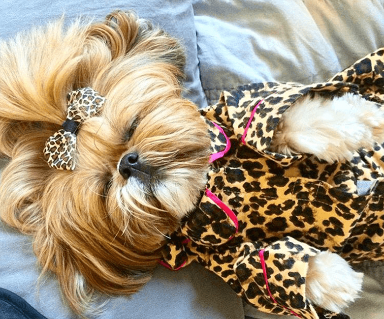 7 of the Coziest Dog Pajamas Your Pup Needs for Staying Warm Inside