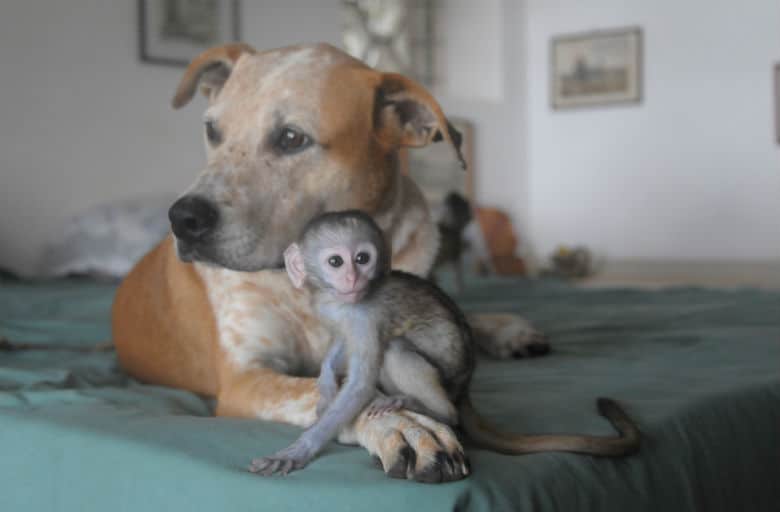 Dog Comforts Baby Chimps Who Lost Their Mothers to Poachers