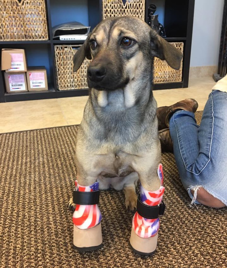 Dog Rescued From Meat Trade Finally Gets Prosthetic Legs to Walk