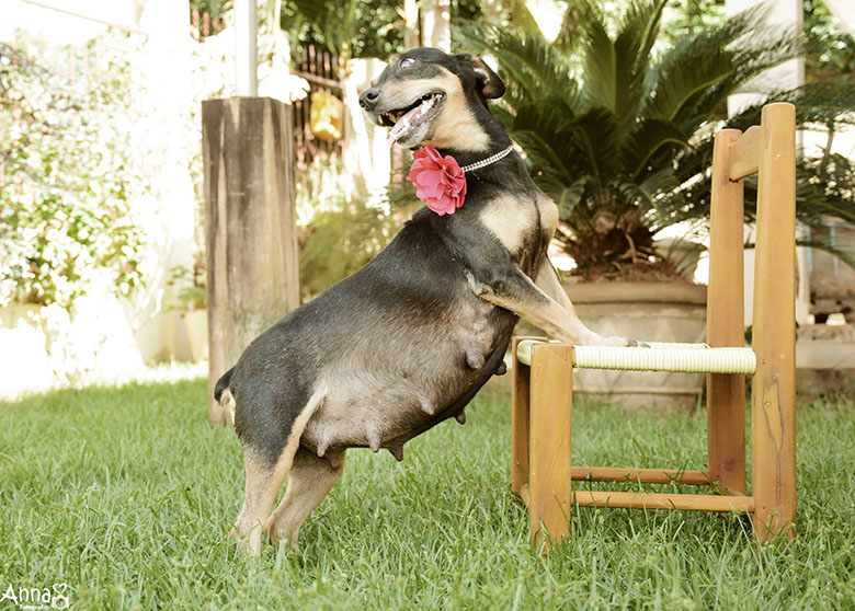 Expected Momma Dog Poses in Adorable Maternity Photoshoot