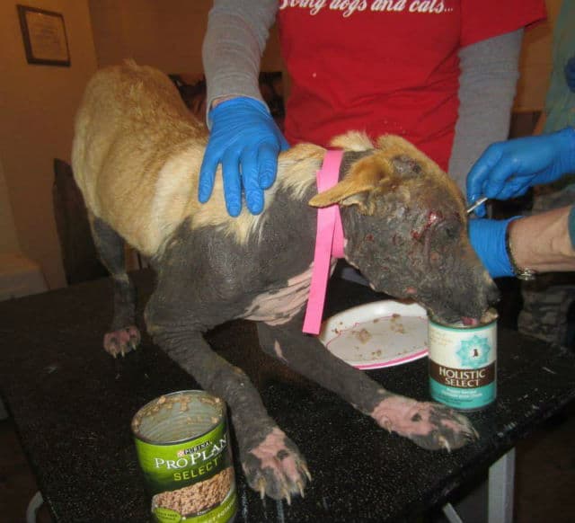 A dog, left to die, is being fed by a person in blue gloves.