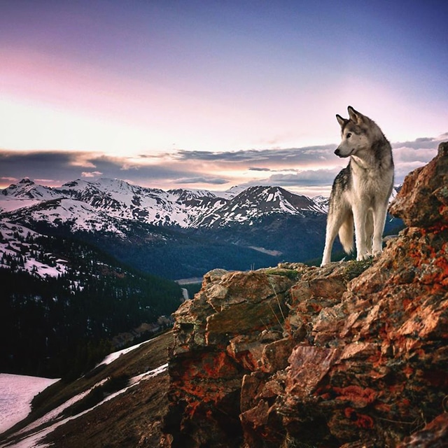 One Lucky Pup: Meet the Wolfdog That Has Gone on the Most Amazing Adventures