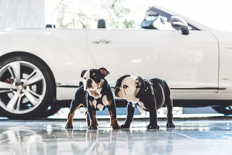 Two adorable Bulldogs serve as the welcoming committee at a hotel, confidently standing in front of a white car.