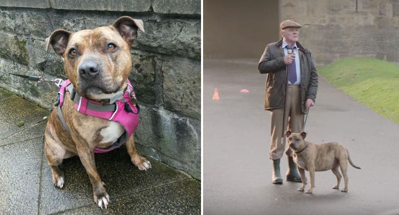 UPDATE: 'Loneliest Dog' Spotted on 'Transformers' Movie Set