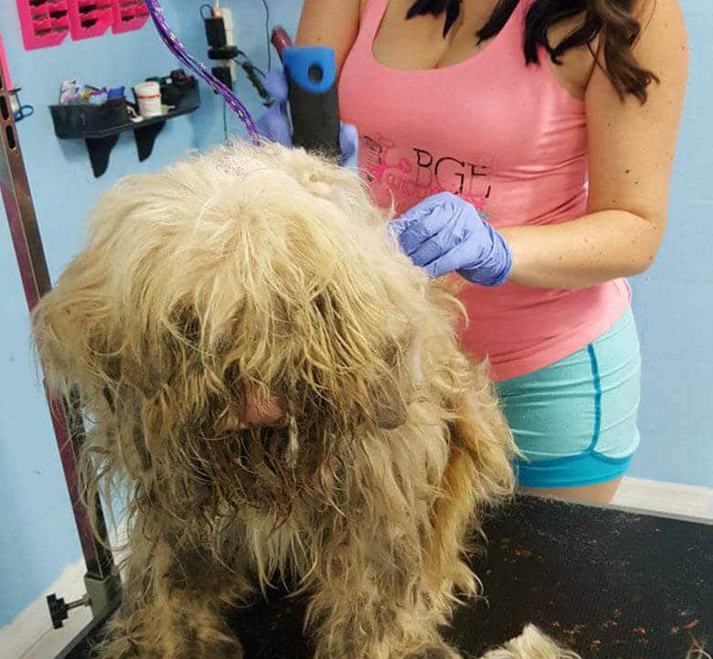 Groomer Gives a Stray Dog an Emergency Makeover in the Middle of the Night