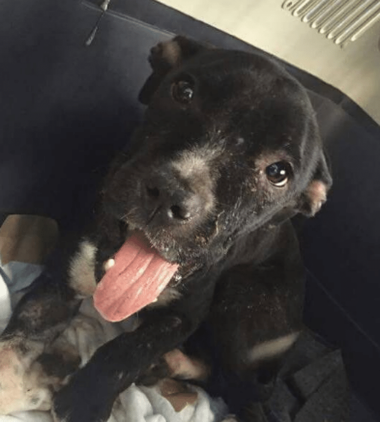 Dog's Death Faked to Save Her From Abusive Owner