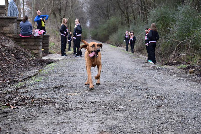 Dog Accidentally Joins Half Marathon, Finishes in Seventh Place