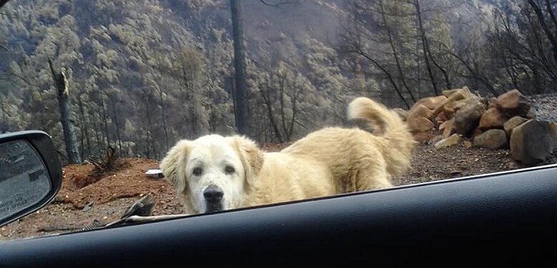 A Dog Separated From His Family During the Deadly California Fires Is Finally Reunited With Them a Month Later