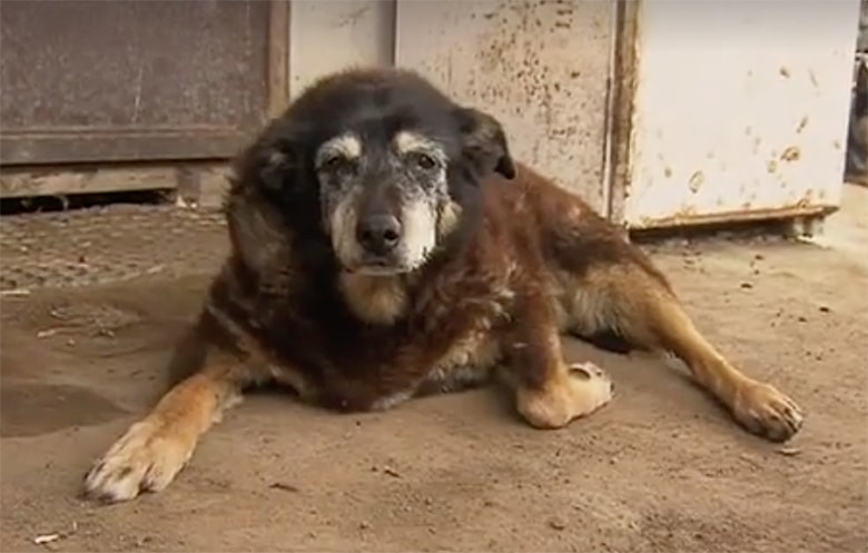 An unofficial, old dog laying on the ground in front of a building.