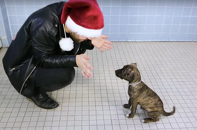 Hilarious Video Shows Adorable Shelter Dogs Unsure of Magician’s Tricks During a Holiday Visit