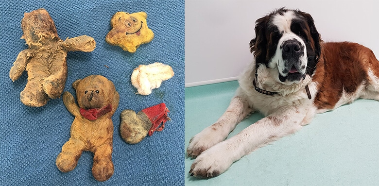 A St. Bernard's 'Cancer' Ends Up Being 4 Chewed-Up Teddy Bears
