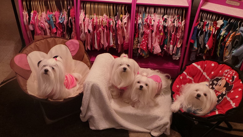 Woman Creates Own ‘Maltese Room’ for Her 7 Dogs to Primp