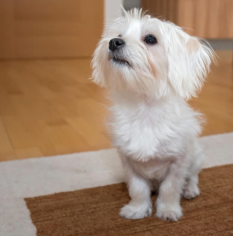 Here Are 10 Small Dog Breeds That Don't Shed or Make You Sneeze