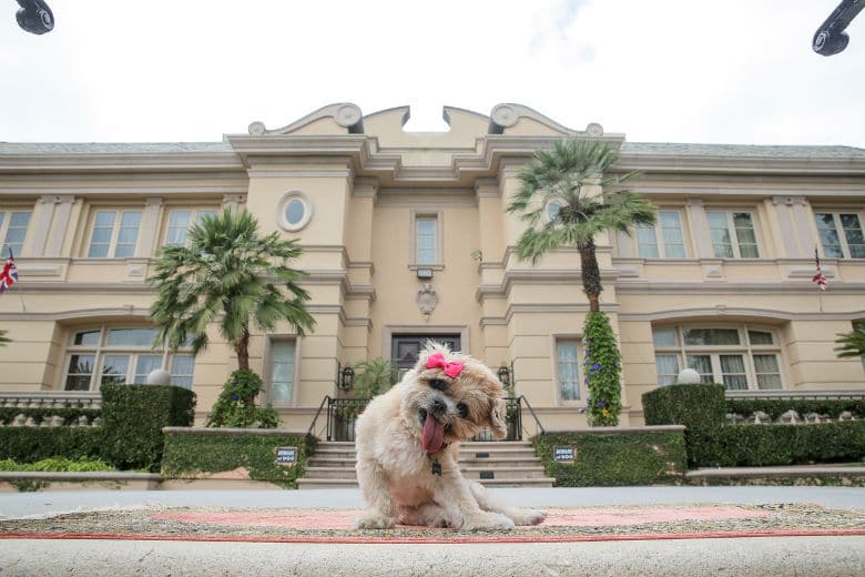 Inside Look at Marnie the Dog's $5,000-a-Night Beverly Hills Mansion