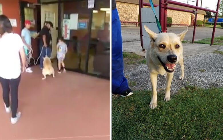 Two pictures of a spoiled princess dog walking in front of a building.