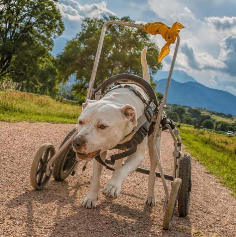 Thanks to a Wheelchair, This Pit Bull Gets to Enjoy Beautiful Adventures With His Owners