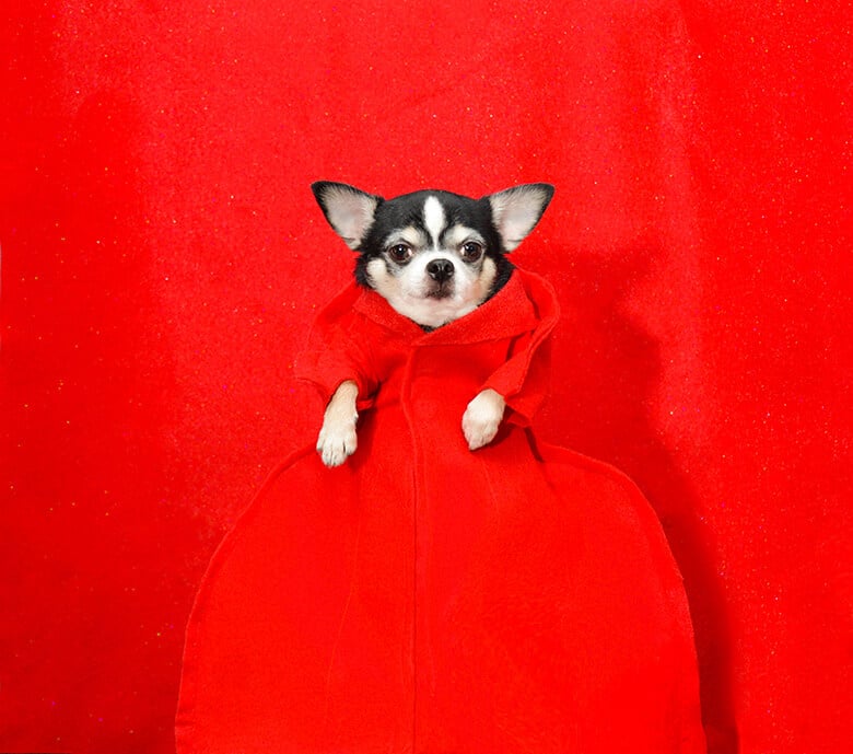 If Dogs Would Have Attended the Met Gala