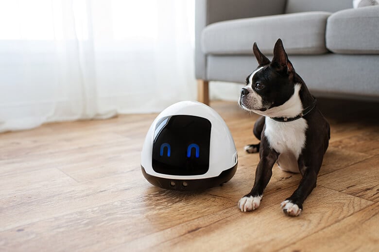 Robot to Entertain Your Dog While 