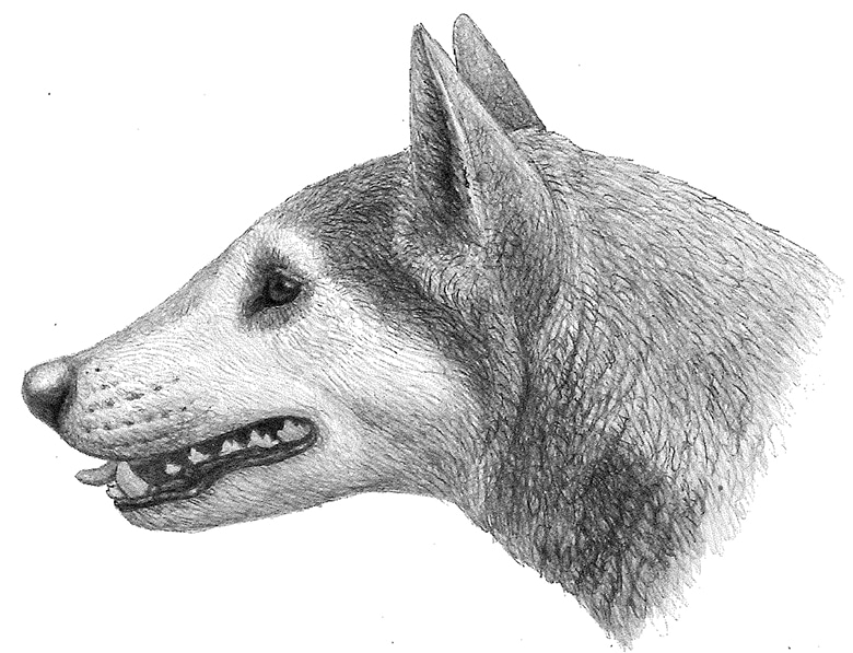Scientists Discover New 'Mini Bear' Dog