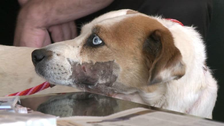 Dog Used for Target Practice and Left for Dead on Path to Recovery