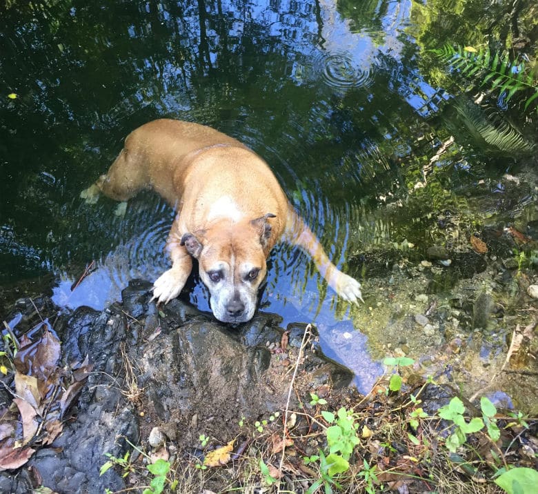 Hikers Use Their MacGyver Skills to Rescue Dog Trapped in Pool of Freezing Water