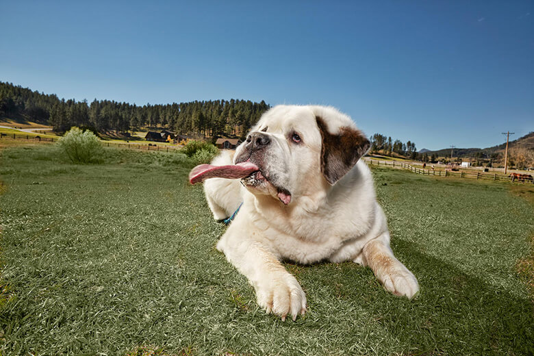 Meet Mochi: The Dog With the Longest Tongue in the World