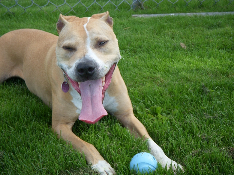 A brown and white dog laying in the grass in Montreal, where Pit Bull Ban is in effect to keep dogs safe.