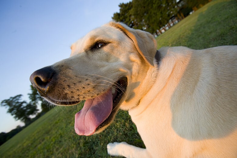 For the 26th Year in a Row, the Labrador Is the Most Popular Dog in America