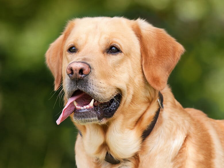 A popular Labrador retriever is standing with his tongue out.