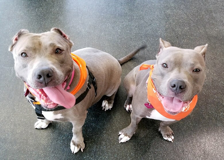 After Being Separated for a Year, a Mother and Daughter Pit Bull Pair Are Reunited