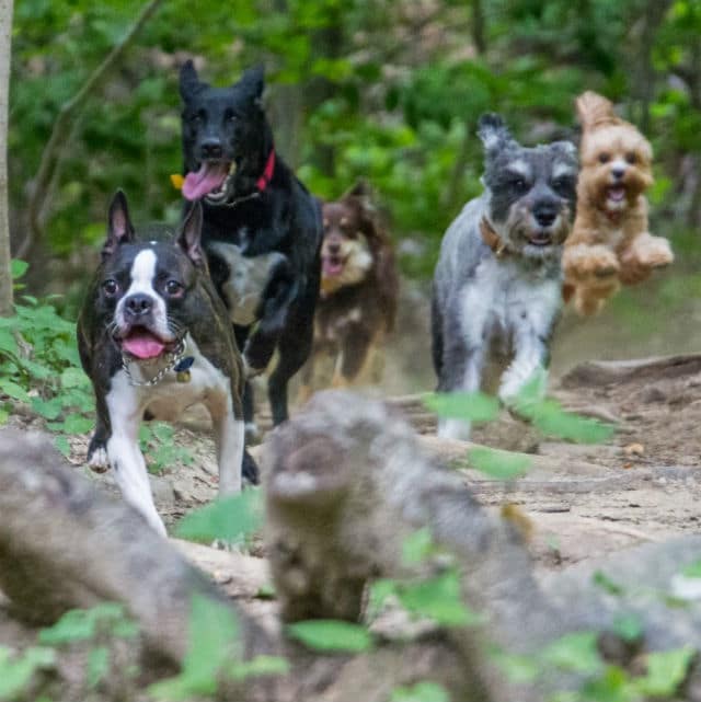 My Dogs Hike in the Woods.