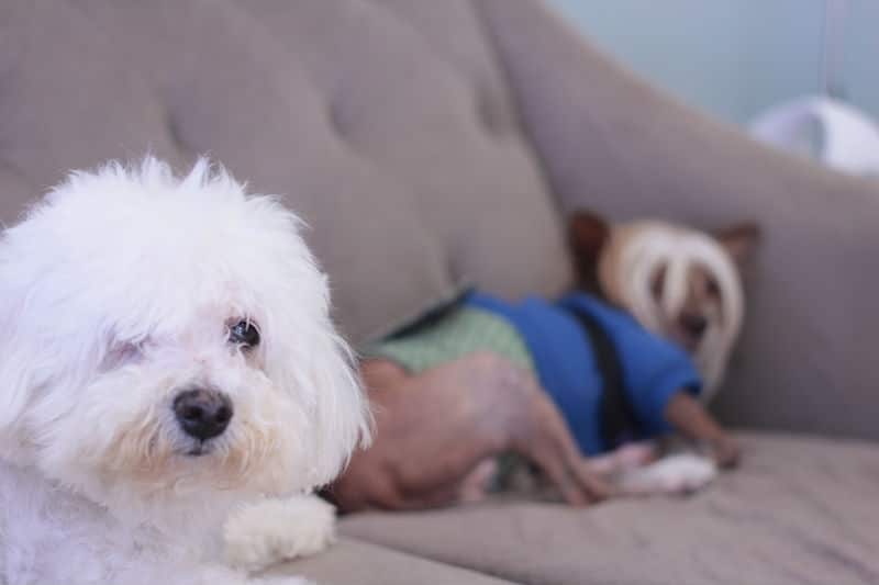 Two small white dogs, belonging to a New York dog nanny, are sitting on a couch.