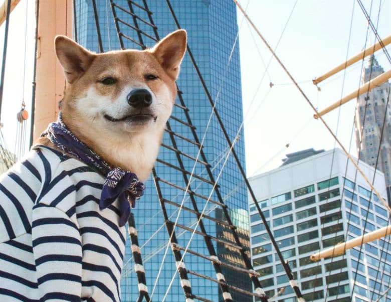 From Runway to Sidewalk: 5 NYFW Trends Your Dog Should Be Wearing Right Now