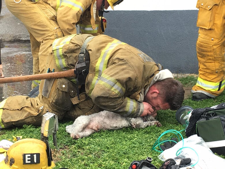 Firefighter Gives Mouth-to-Snout CPR to Save Lifeless Dog Found in Fire