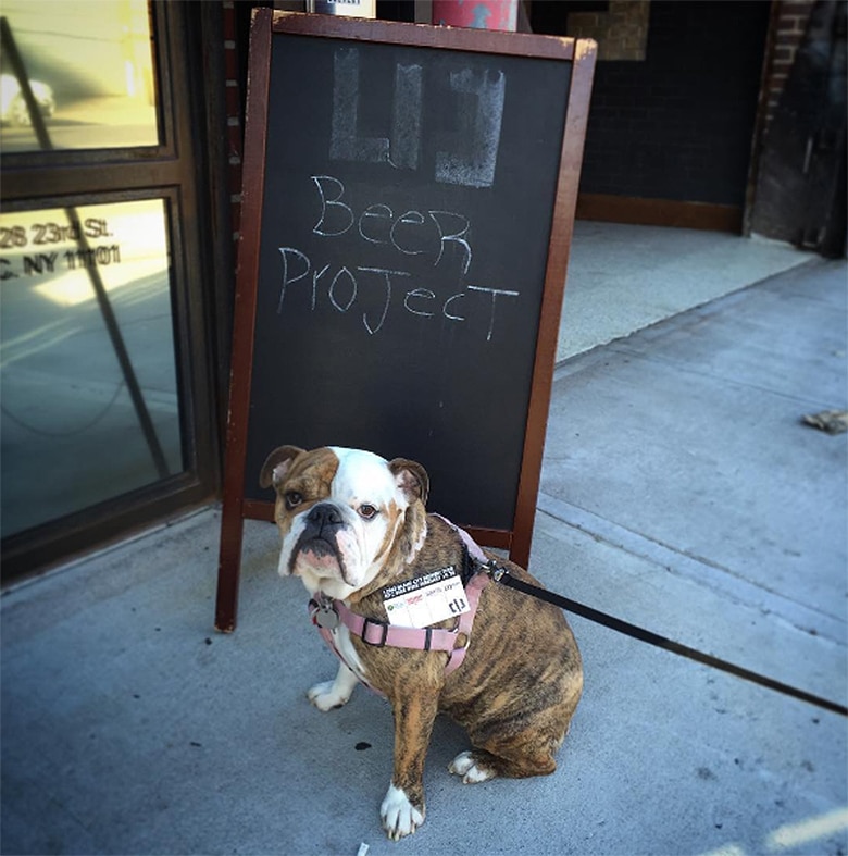 Join Us for National Dog Day on Aug. 26 for a Pup-Friendly Yappy Hour at LIC Beer Project