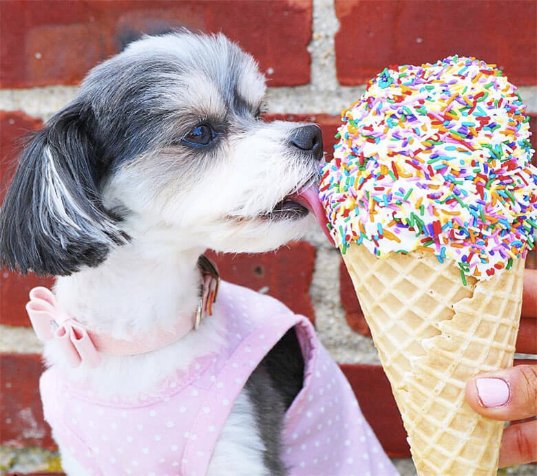 On a lazy Sunday, a dog delightedly devours a scrumptious ice cream cone adorned with colorful sprinkles.