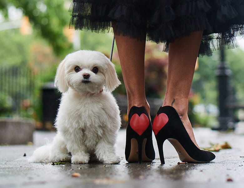 Neiman Marcus Makes Shopping Adorable By Using Dog Models in Its Latest Lookbook