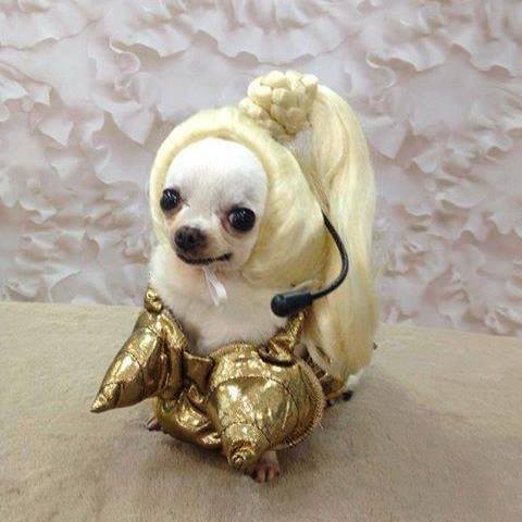 A rescued chihuahua dressed up as a princess for the New York City Fashion Show.