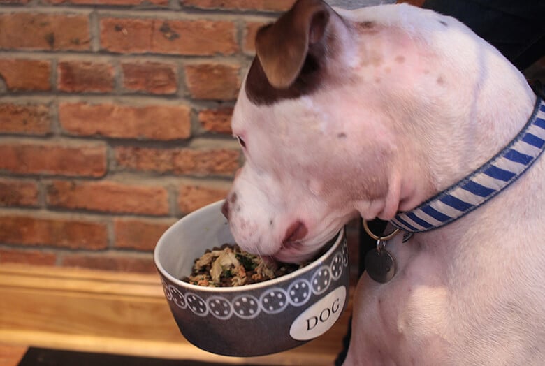 Here’s What Our Pup Thought of His First Experience With Dog Food Delivery Company NomNomNow