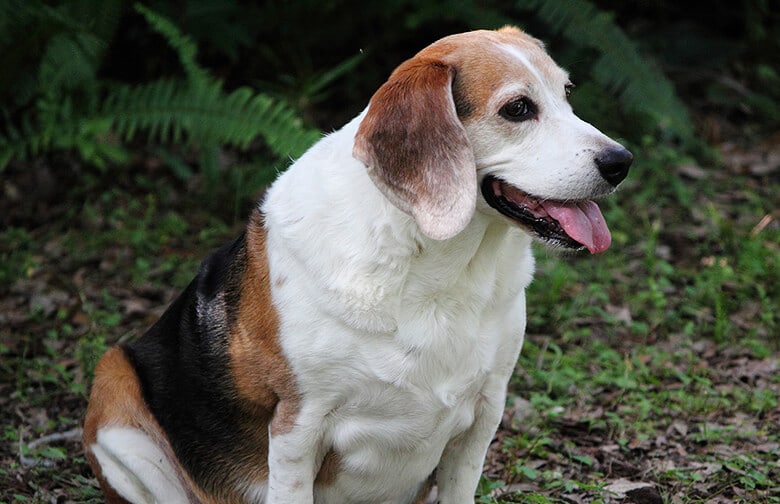 Overweight Dogs Live Shorter Lives, Study Finds