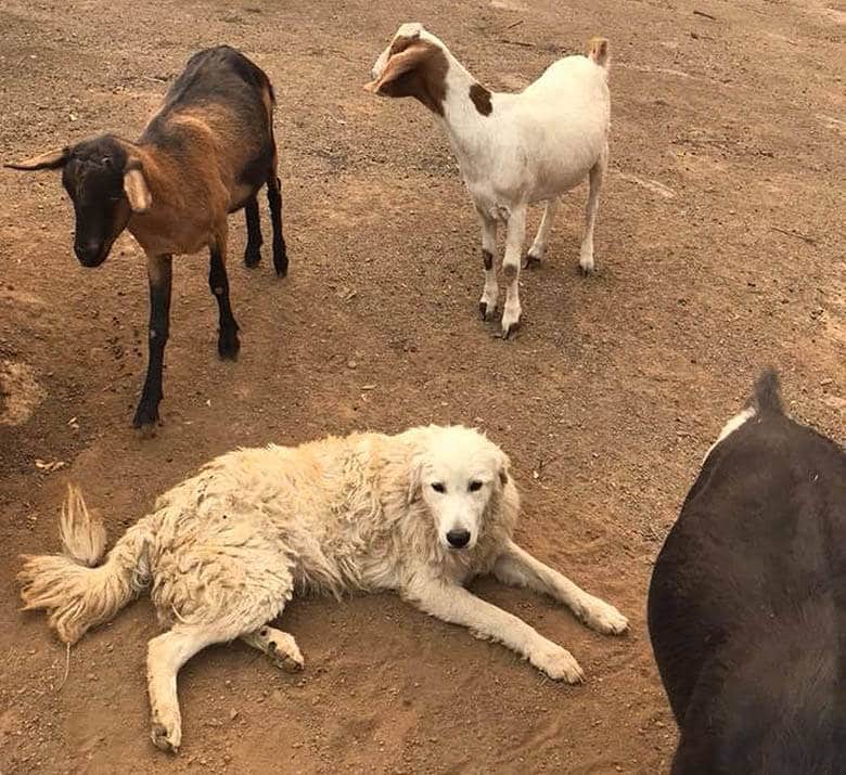 Dog Risks His Life to Stay With Flock of Goats Amid Dangerous Wildfires