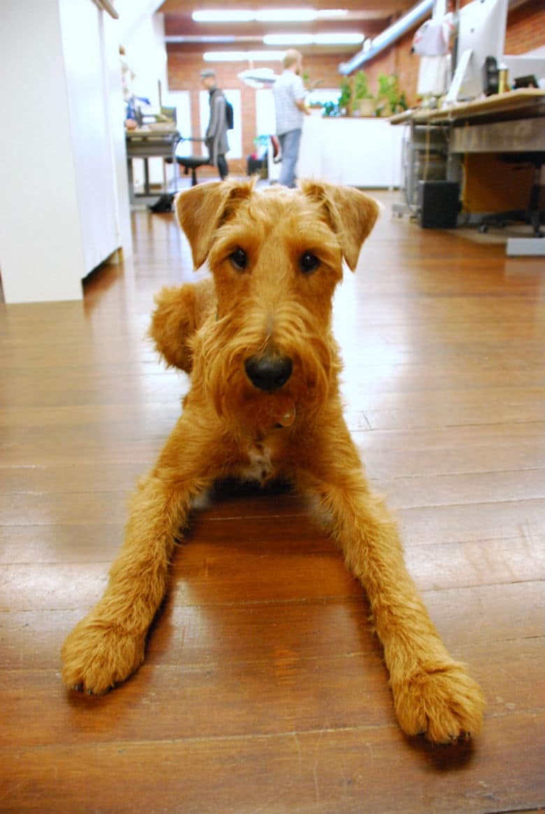 A brown dog peacefully resting on a wooden floor during Take Your Dog to Work Day.