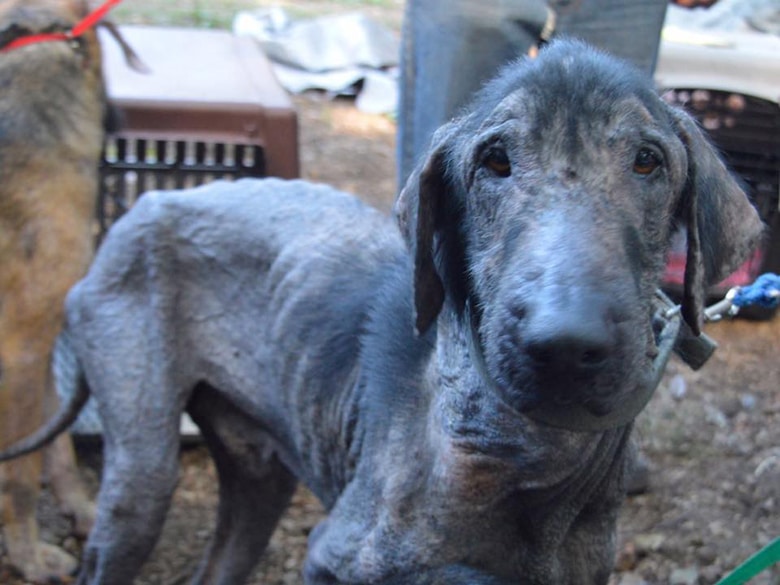 19 Dogs Returned to Owners Charged With Felony Animal Abuse